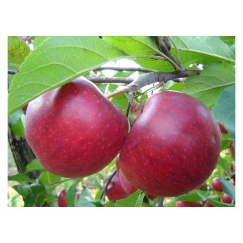 Prírodná 100% jablková šťava 5L